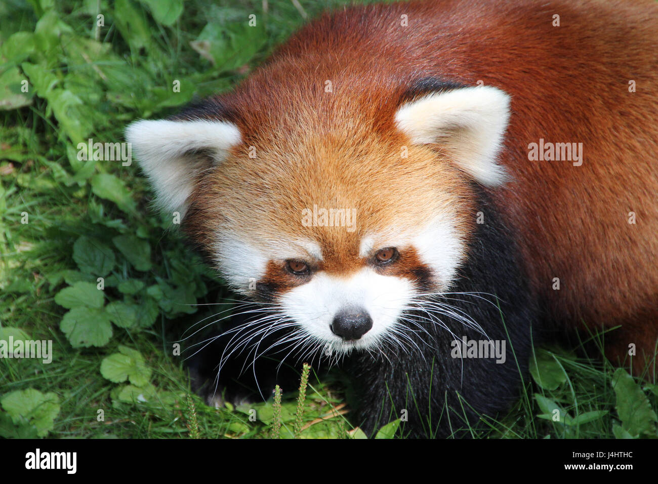 Red Panda Bär in Gefangenschaft. Stockfoto