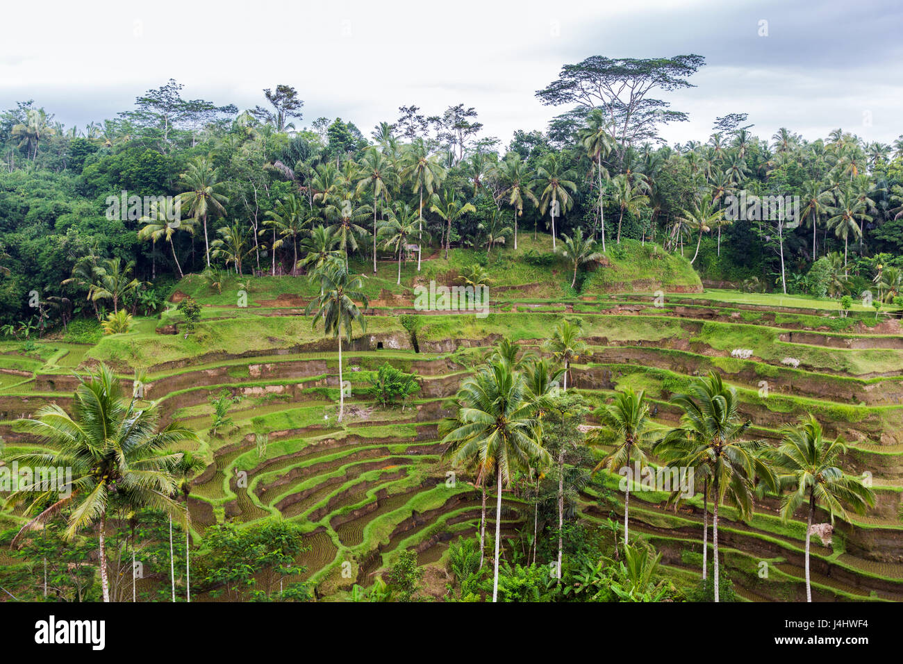Reis-Plantage Terrasse auf Sri Lanka Stockfoto