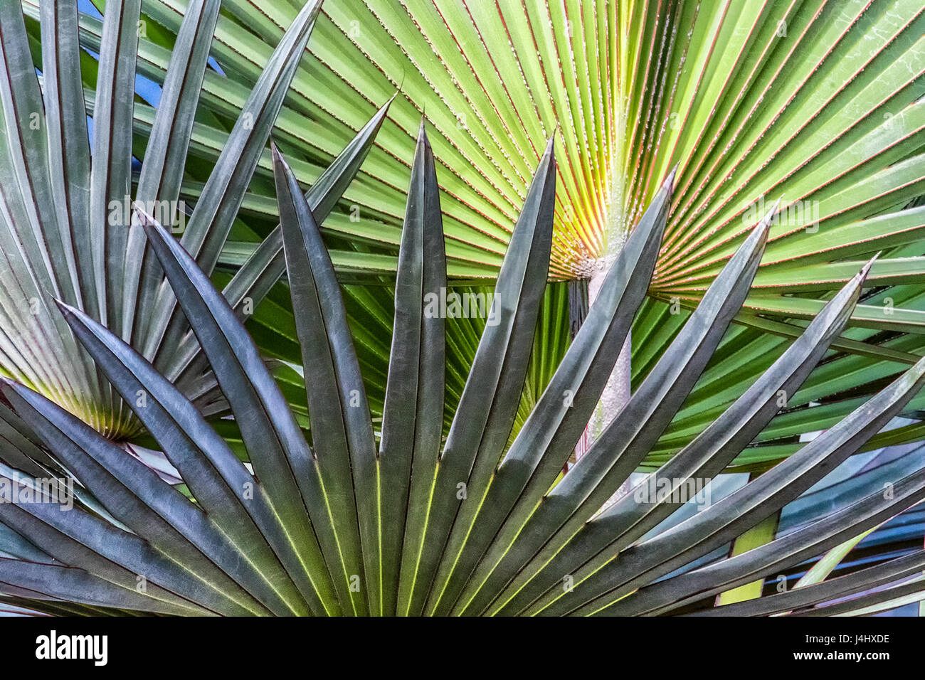 Nahaufnahme der Palmetto Blätter im Floirda Stockfoto