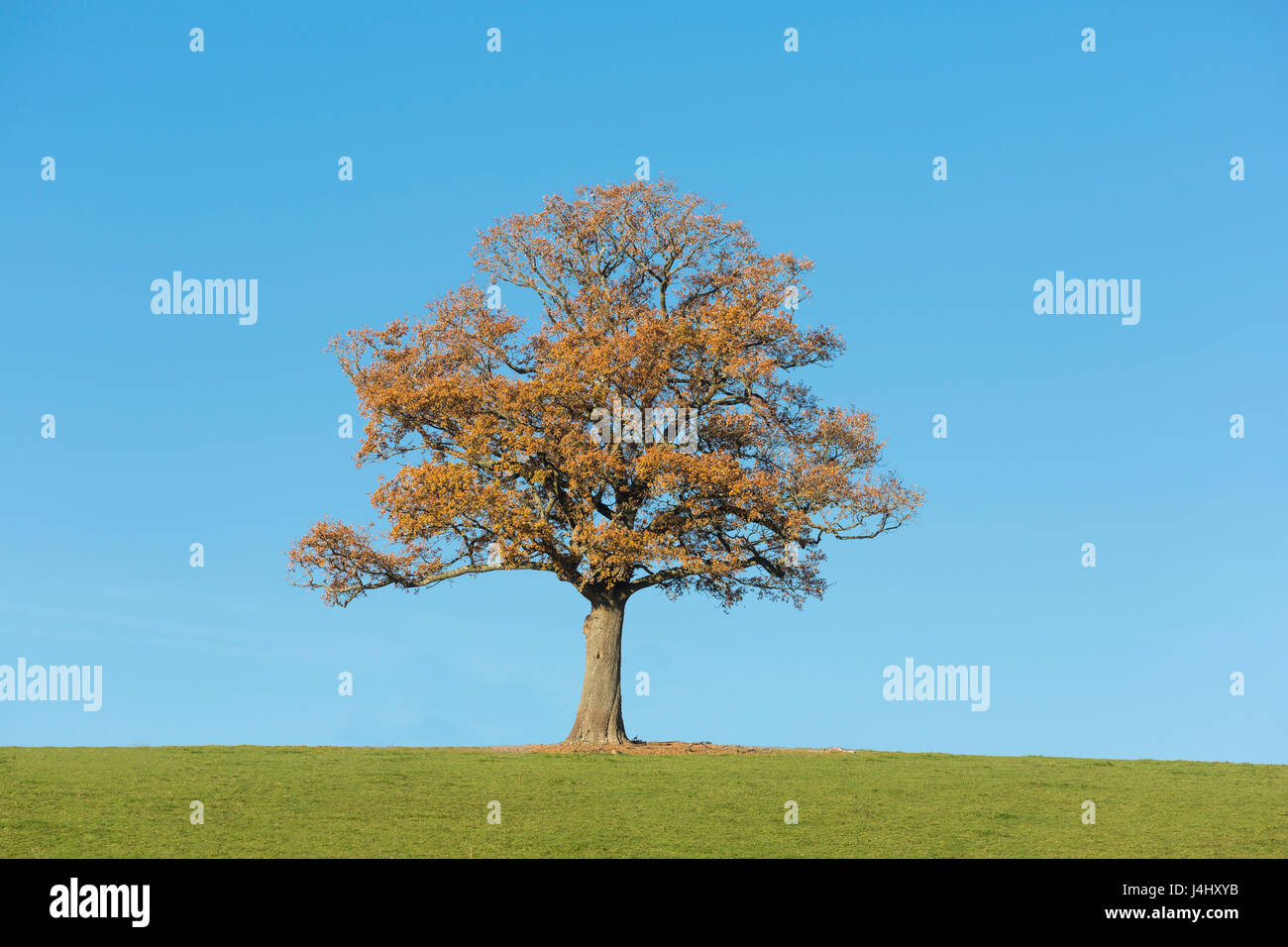 Einzelne Traubeneiche, Quercus Petraea, am Horizont, Glamorgan, Wales, UK Stockfoto