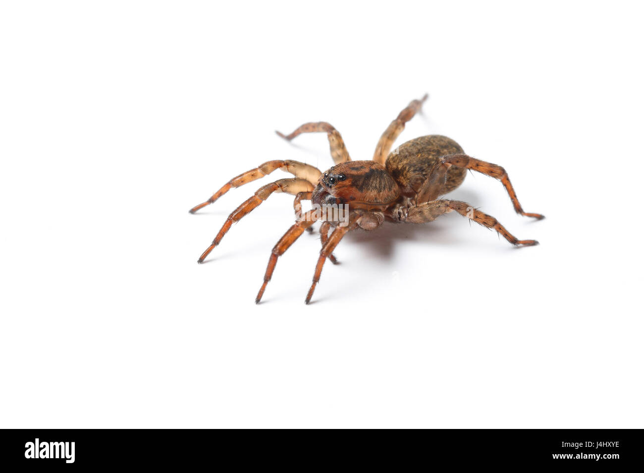 Boden Wolf Spider, Trochosa terricola. Monmouthshire, Februar Stockfoto