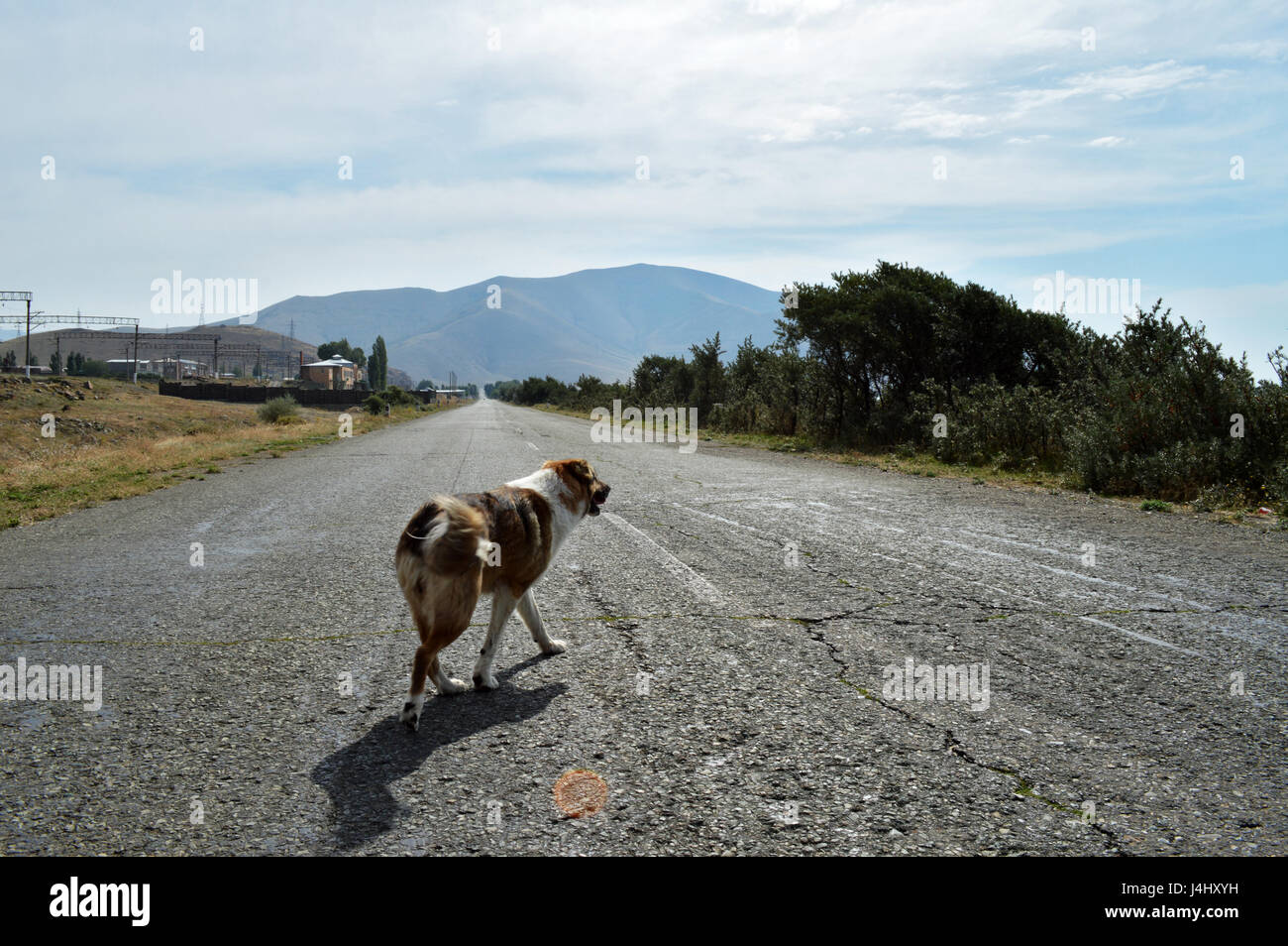 Obdachlose streunenden Hund zu Fuß auf der Straße Stockfoto