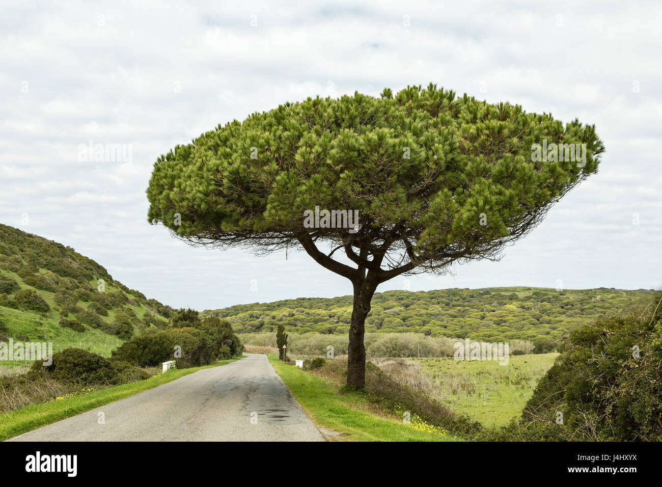 Stone pine, Pinus Pinea, wächst an der Seite von der Landstraße, Algarve, Portugal. Stockfoto