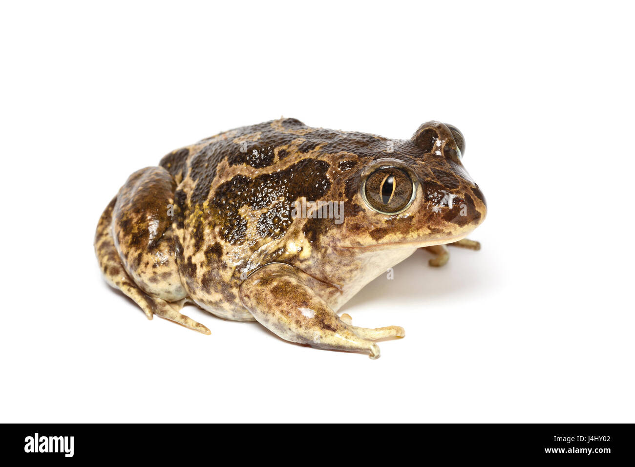 Western katzenähnliche Kröte, Pelobates Cultripes, Nationalpark Costa Vicentina, Algarve, Portugal Stockfoto