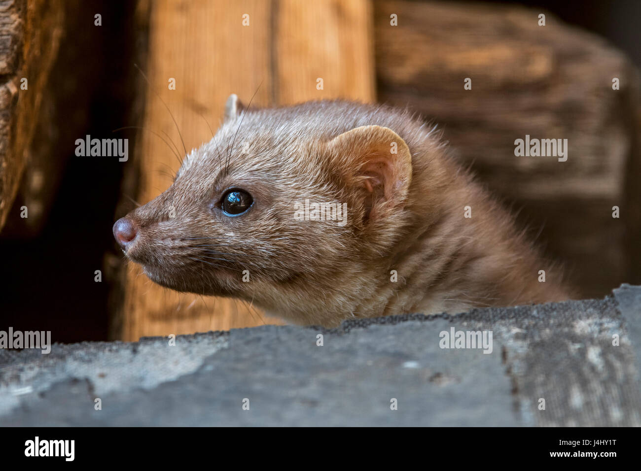 Steinmarder / Stein Marder / Haus Marder (Martes Foina) auf Nahrungssuche im Dachgeschoss Stockfoto