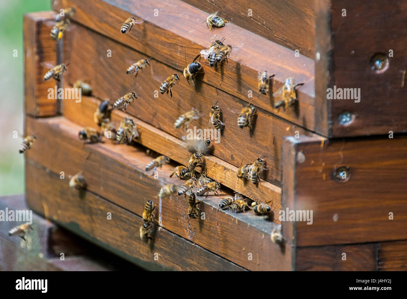 Honigbienen (Apis Mellifera) Eingabe des Imkers hölzernen Bienenstock Stockfoto