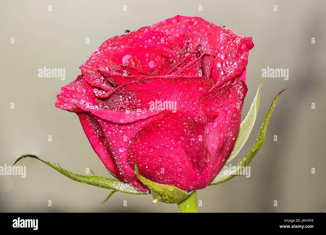 Tautropfen auf rote rose Stockfoto