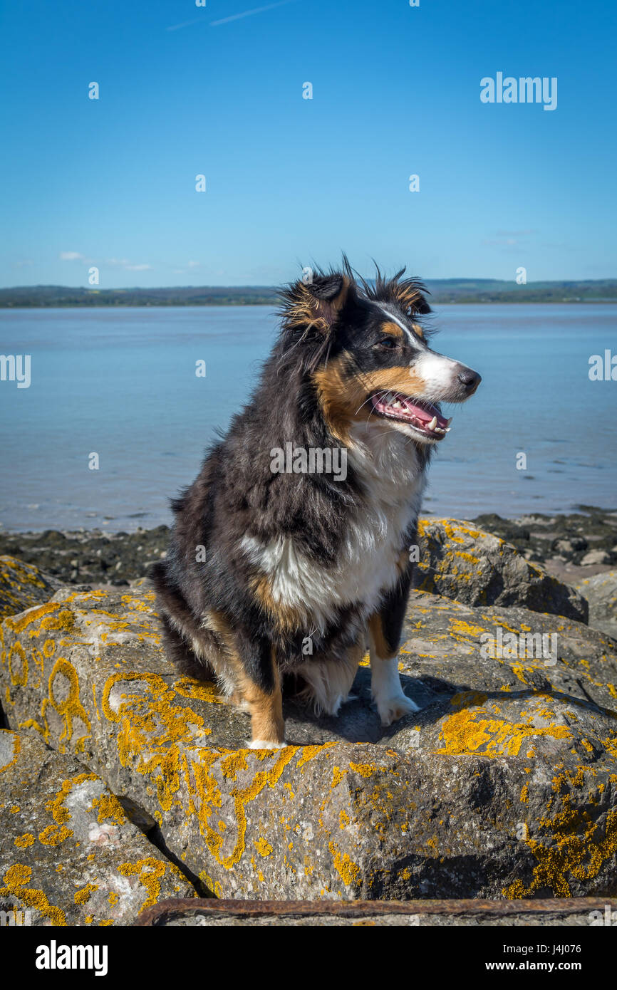 Sheltie auf den Felsen Stockfoto