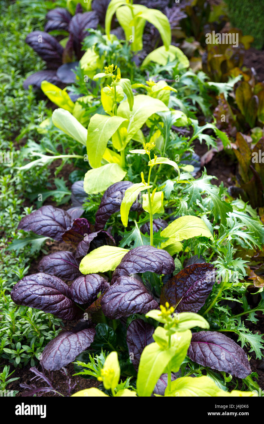 Würziger Salat-Mix in einem Garten wächst Stockfoto