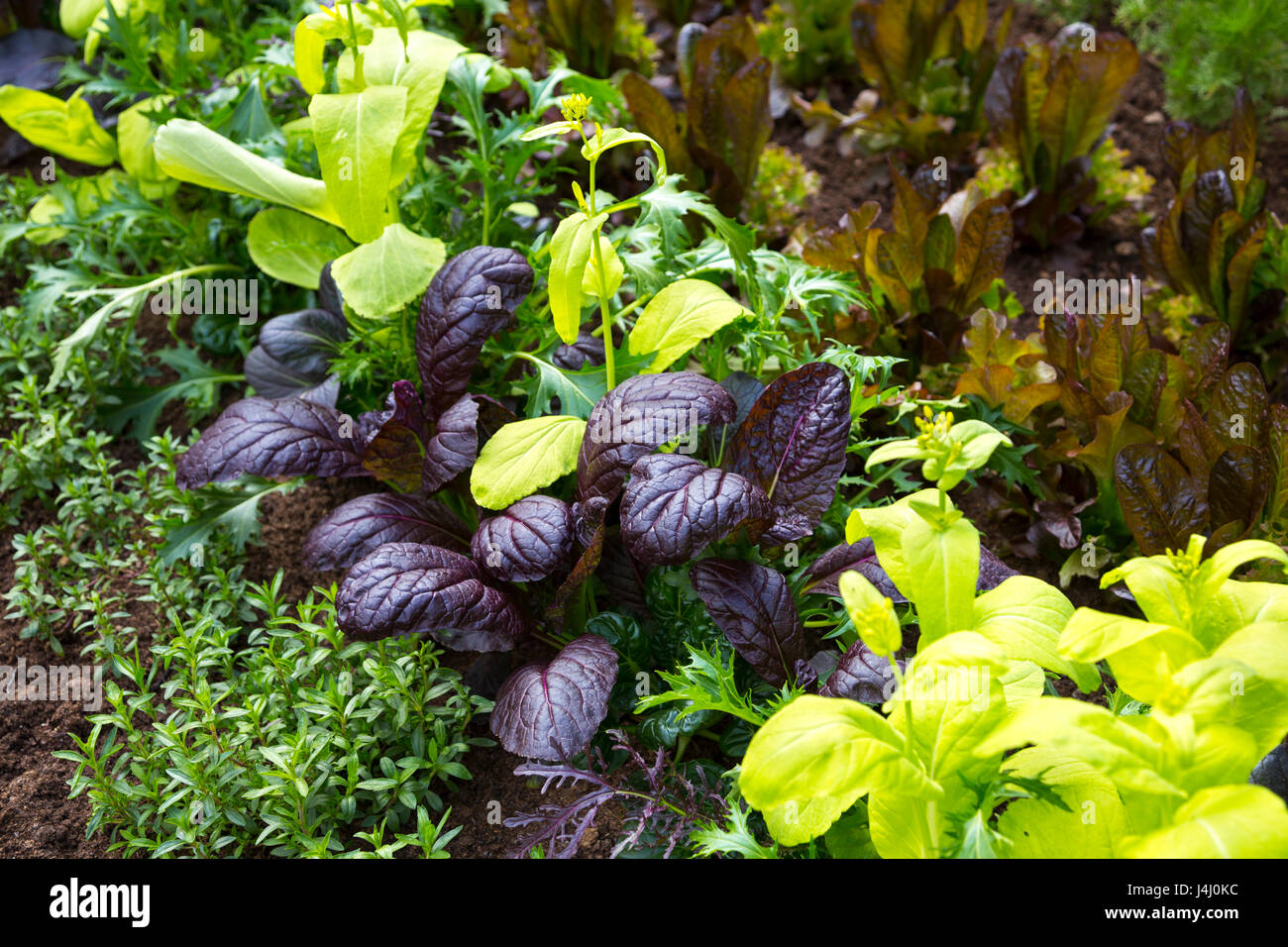 Würziger Salat-Mix in einem Garten wächst Stockfoto