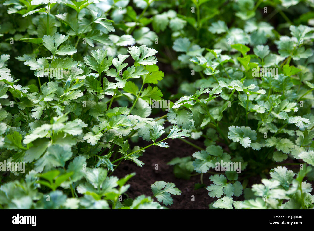 Frischer Koriander (Coriandrum Sativum) Pflanzen wachsen in einem Garten Stockfoto