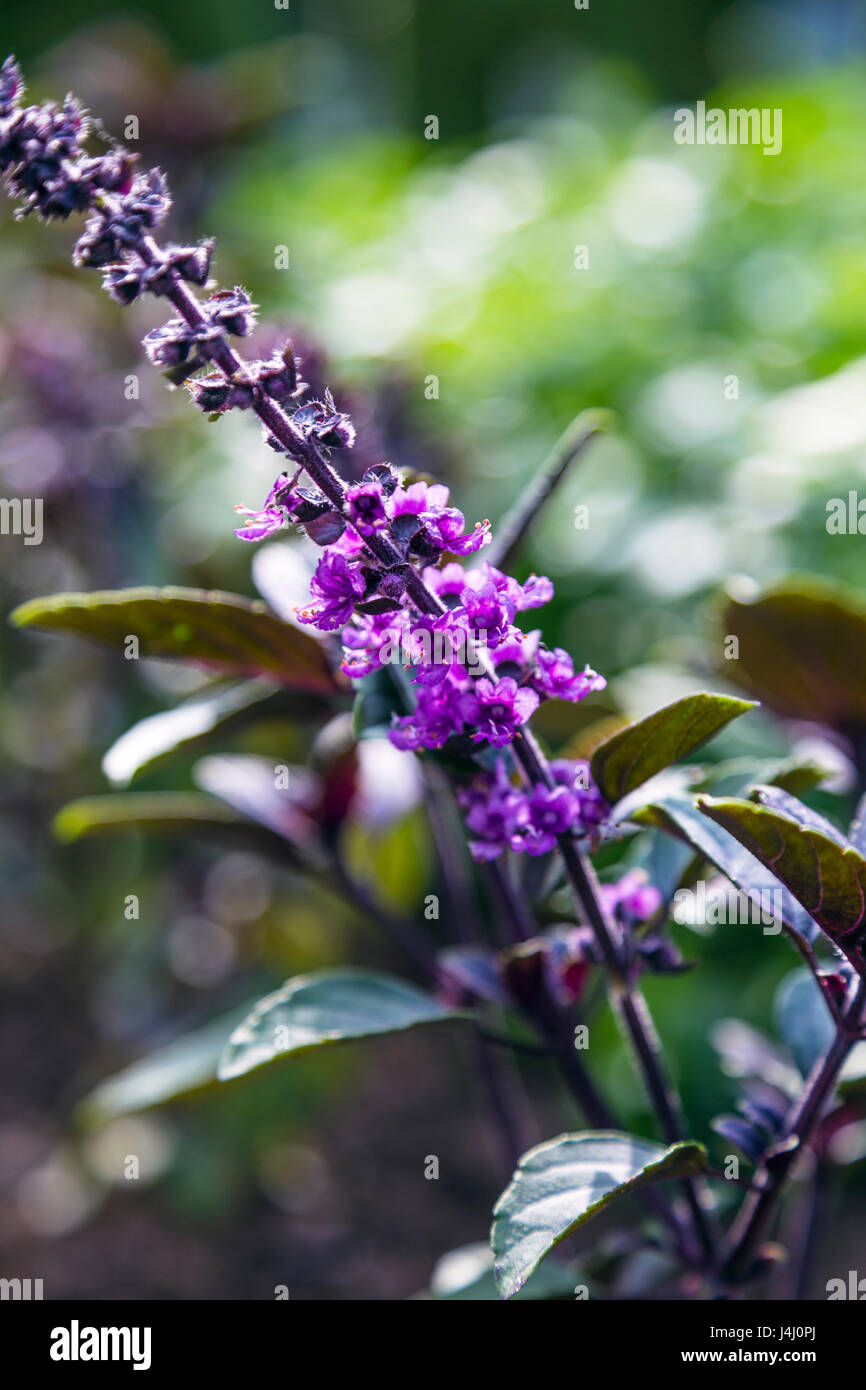 Lila Basilikum (Ocimum Basilicum) im Garten wächst Stockfoto