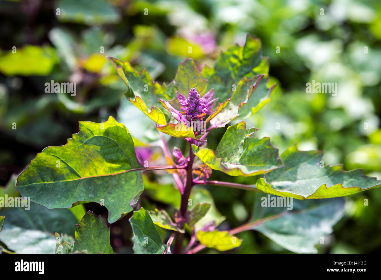 Pflanze Quinoa (Chenopodium Quinoa) Stockfoto