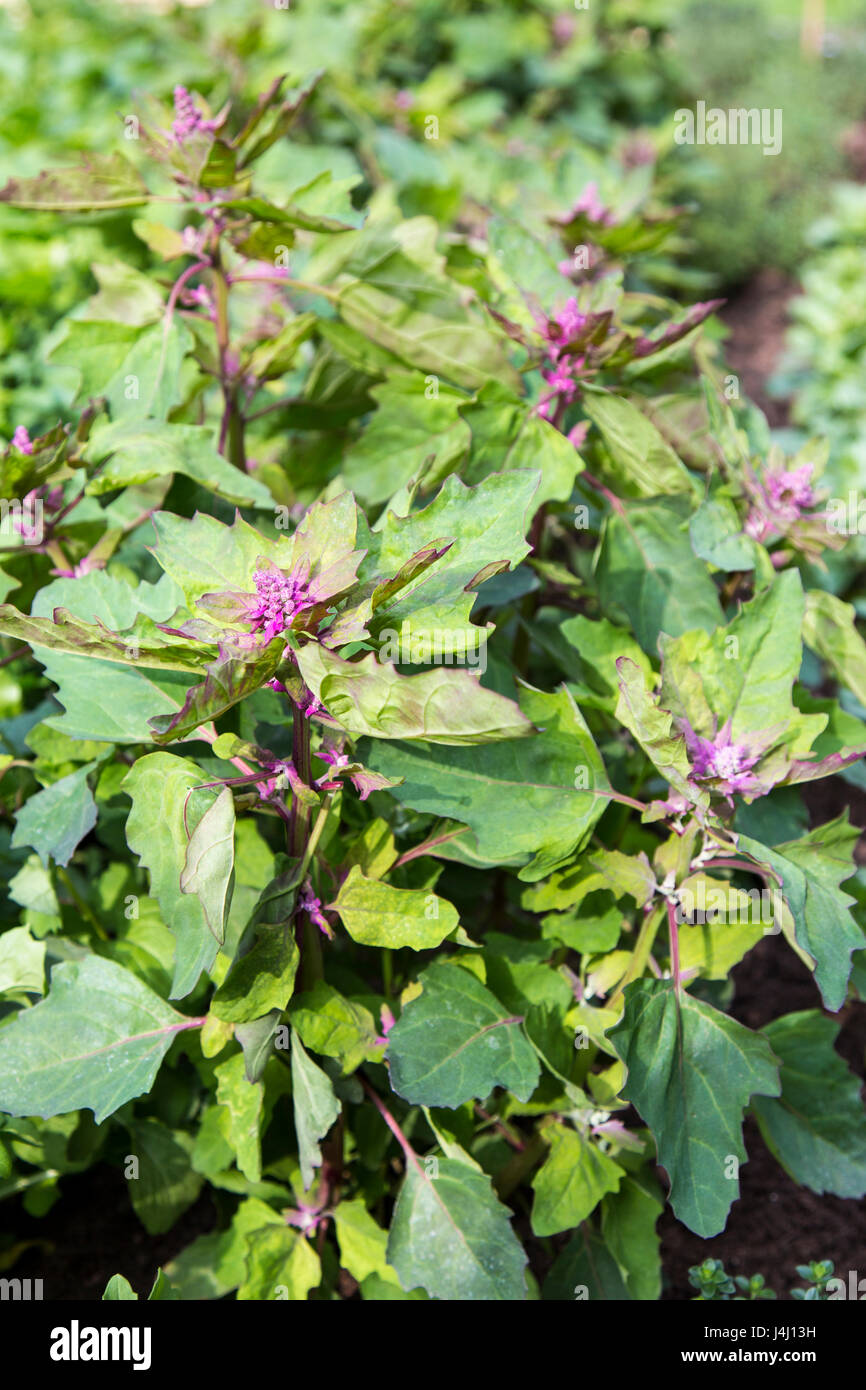 Pflanze Quinoa (Chenopodium Quinoa) Stockfoto