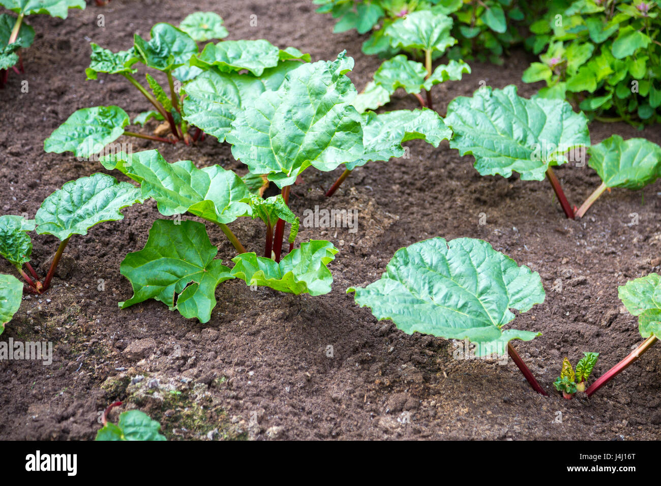 Rhabarber (Rheum Rhabarbarbum) Pflanze wächst im Garten Stockfoto