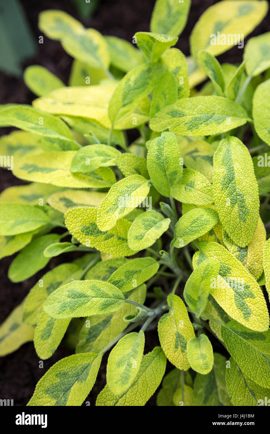 Salbei (Salvia Officinalis) Pflanze wächst in einem Garten Stockfoto