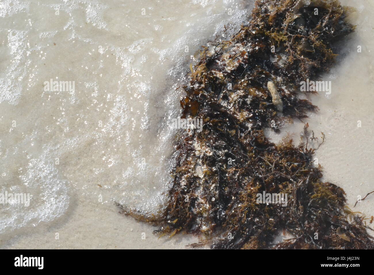 Dead Sea weed gewaschen am Ufer eines Moucha masakali Strand in Dschibuti East Africa Stockfoto