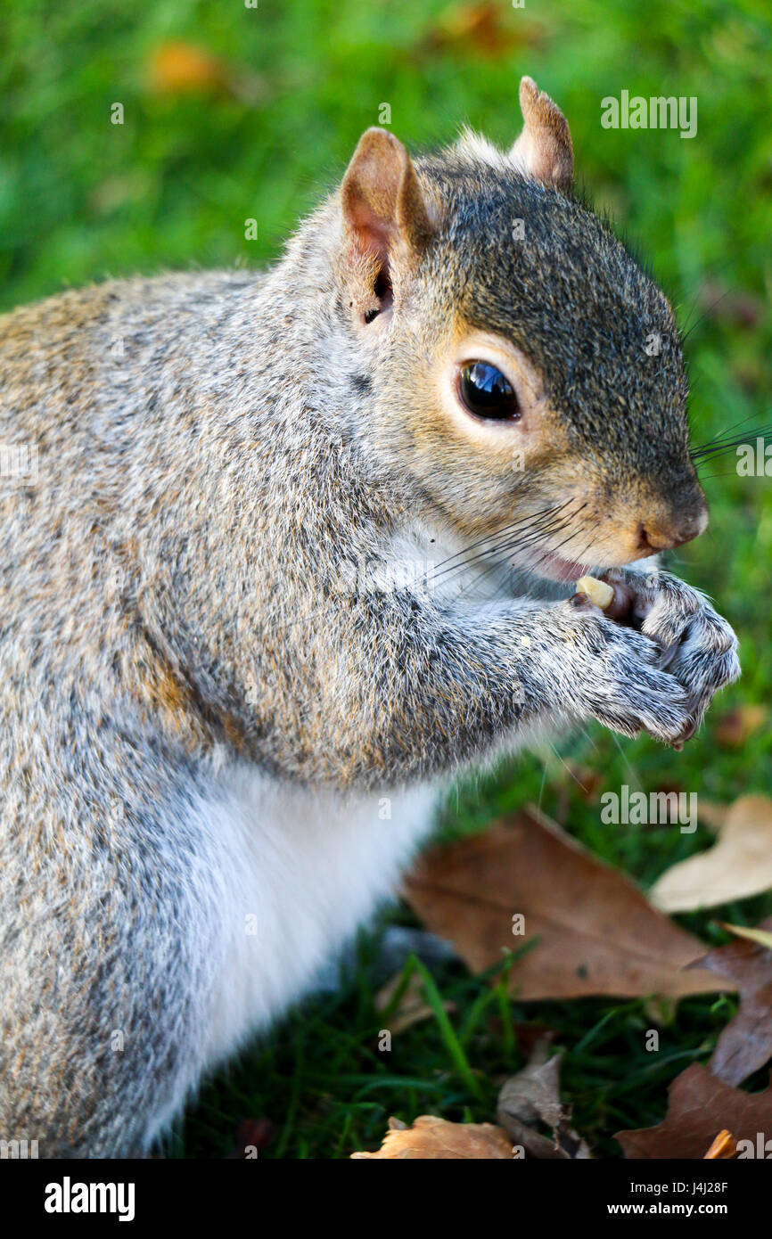 Ein Eichhörnchen Verzehr von Nüssen im Hyde park Stockfoto