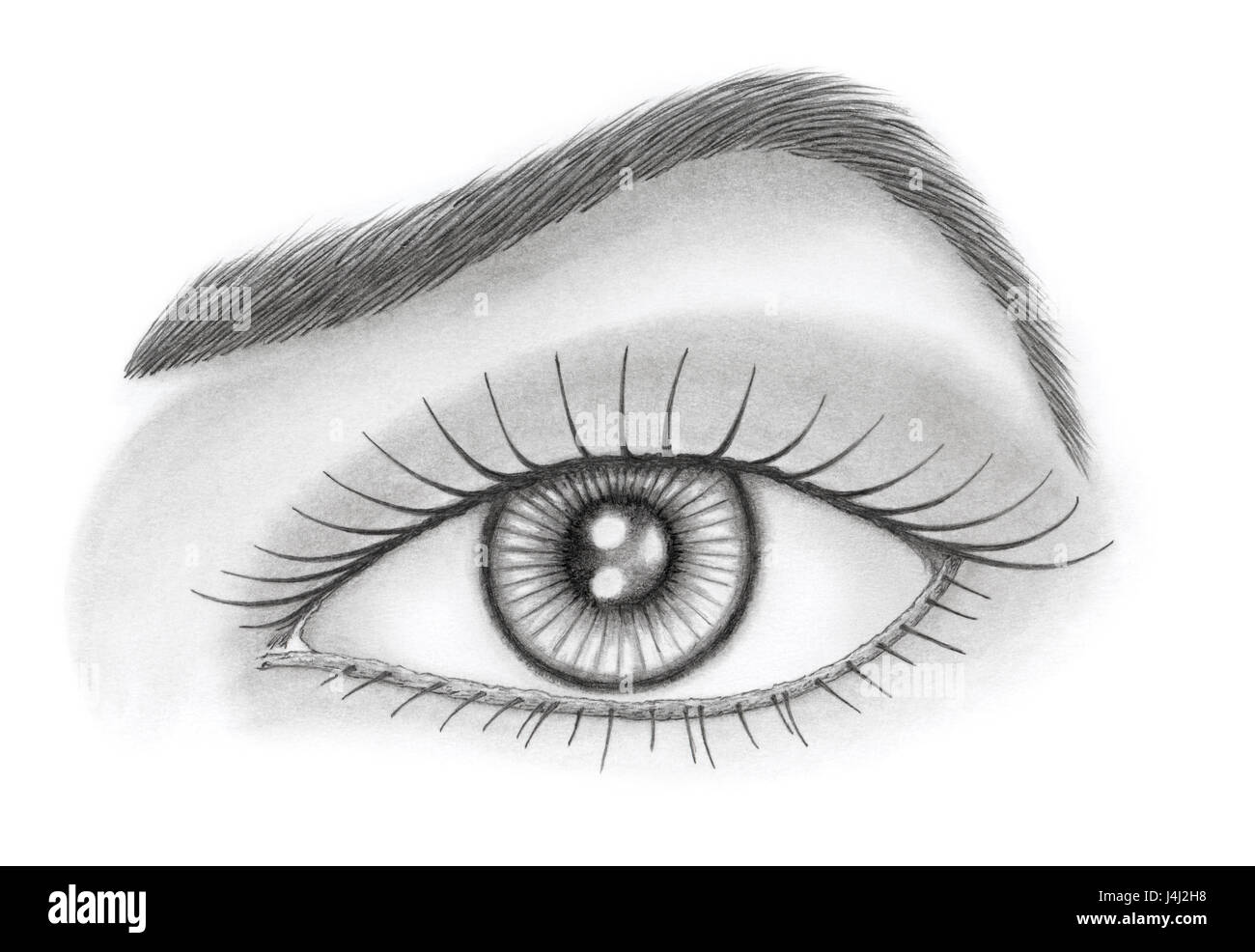 Augen und Stirn auf weißem Hintergrund. Graphit Bleistift auf Papier. Stockfoto