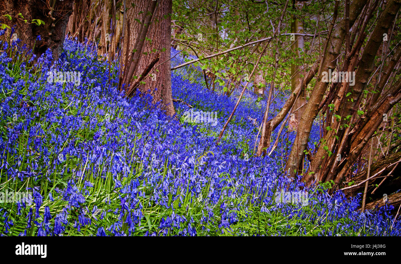 Ein Teppich aus Glockenblumen in ihrem natürlichen Zustand: im Wald von Natur verwüstet Stockfoto