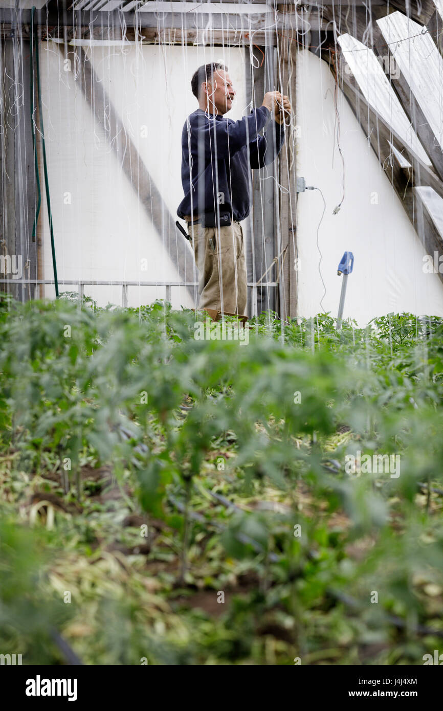 Ein Bio-Landwirt trainiert seine Tomatenpflanzen, eine vertikale Spalier in einem Gewächshaus, Mohawk Valley, New York State Stockfoto