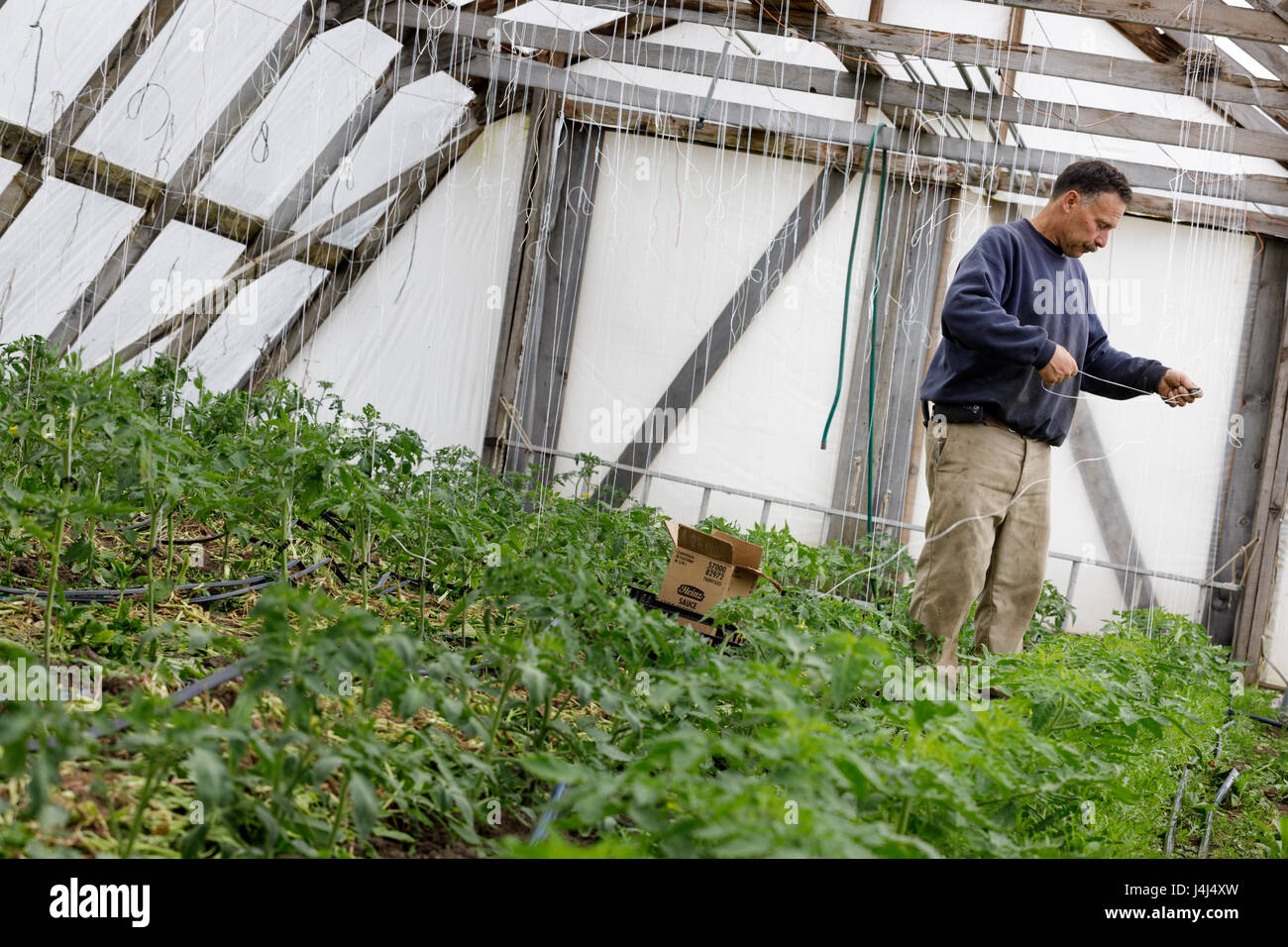 Ein Bio-Landwirt trainiert seine Tomatenpflanzen, eine vertikale Spalier in einem Gewächshaus, Mohawk Valley, New York State Stockfoto
