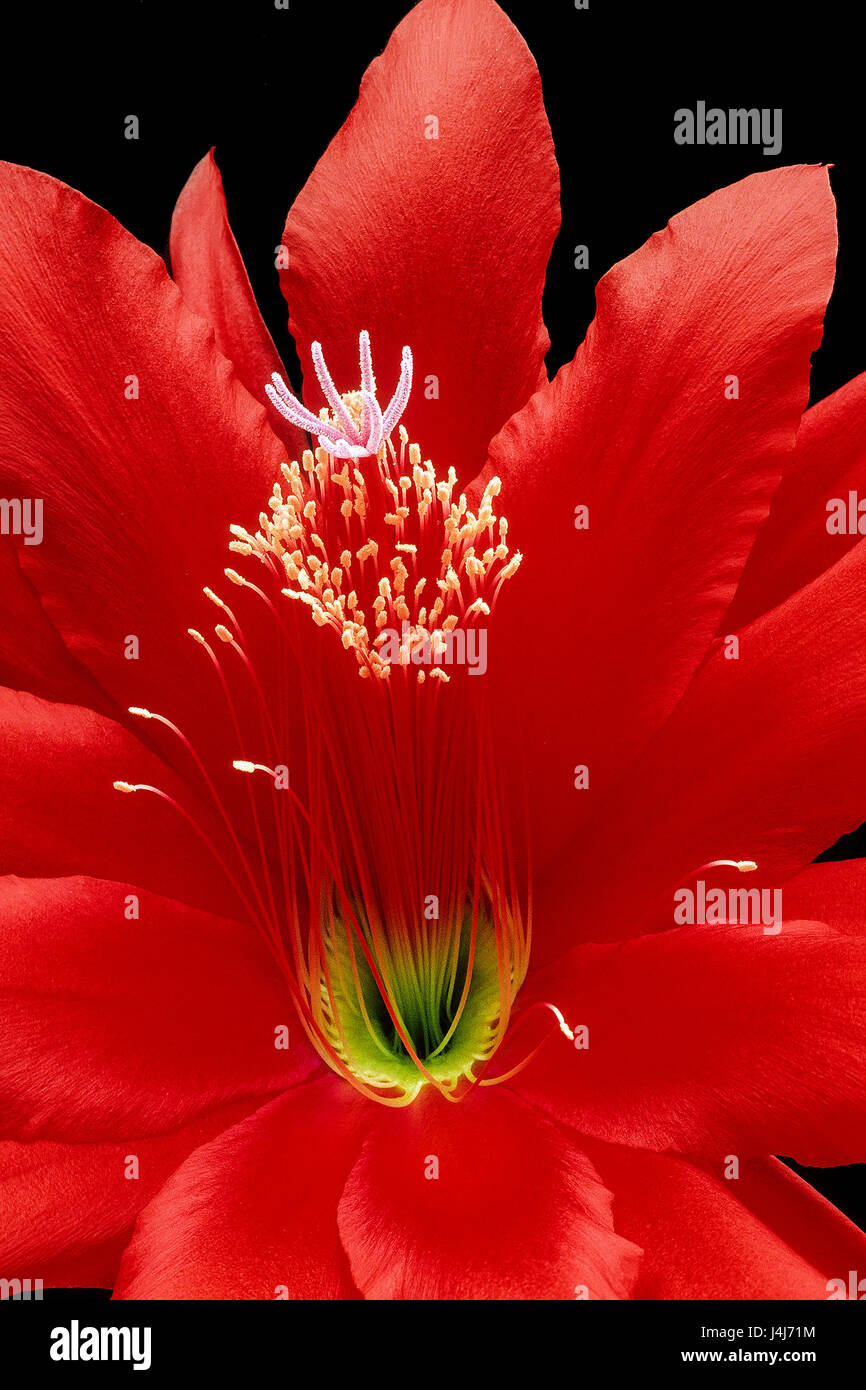 Nahaufnahme einer rote Orchidee Kaktus Blüte, Epiphyllum Ackermannii. Stockfoto