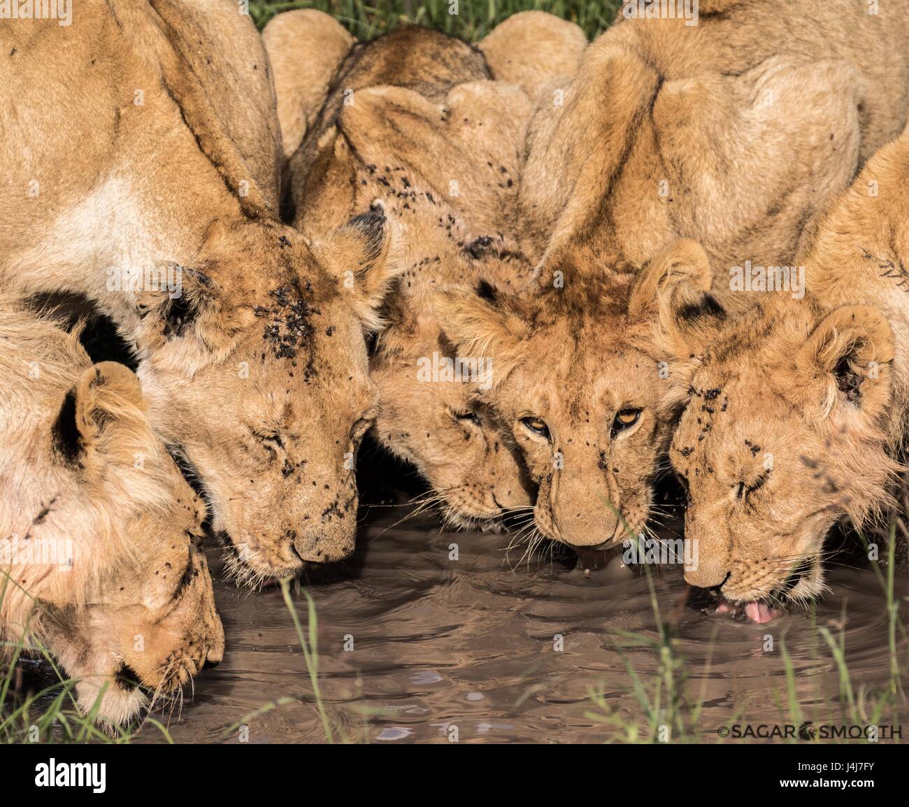 Schöne afrikanische Tierwelt Stockfoto