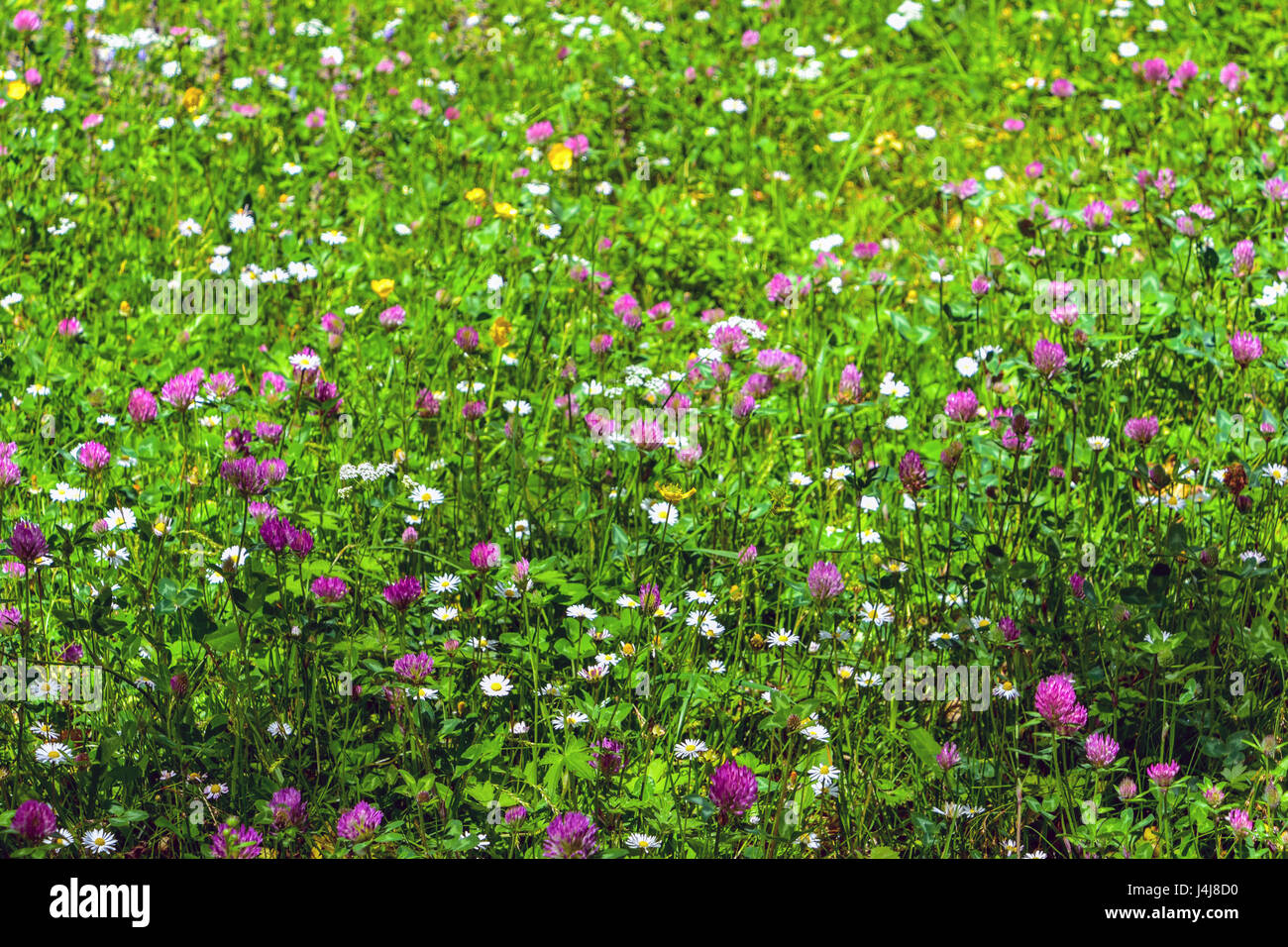 Grüne Wiese mit Blumen, Klee, Gänseblümchen Stockfoto
