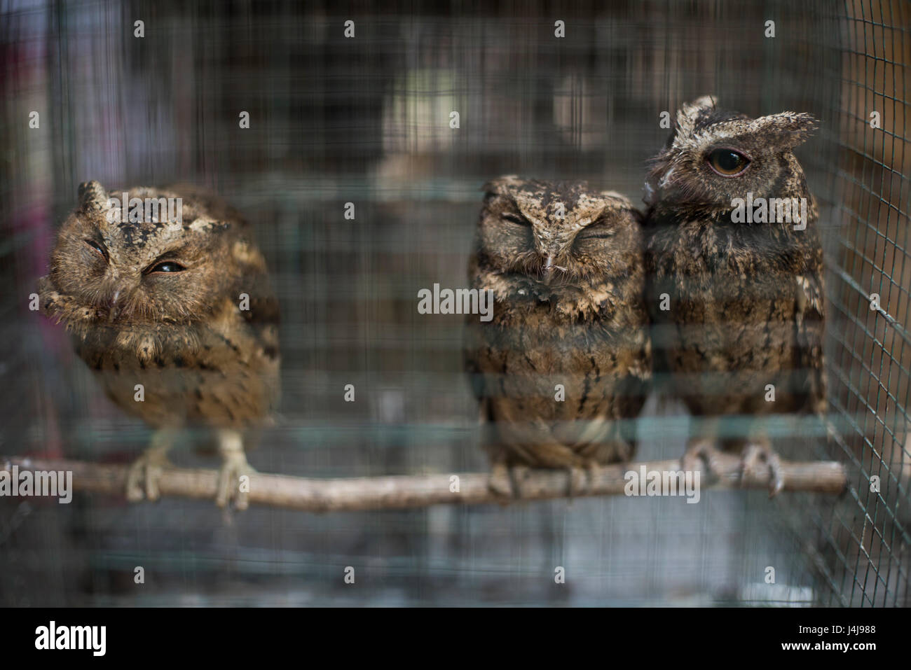 Eingesperrte Eulen auf dem Ngasem Vogel Markt von Yogyakarta, Java, Indonesien. Stockfoto