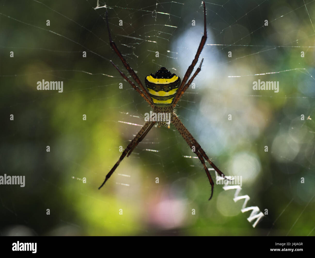 Hellen tropischen Spinne: der Körper in schwarzen und gelben Streifen,  lange Beine braun, sitzt in der Mitte eine große dünne Web in den  Hintergrund-Sonneneruption Stockfotografie - Alamy