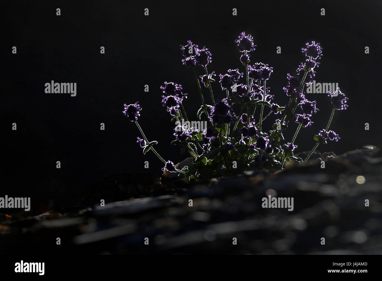 Kleine Thymian Busch Pflanze mit lila Blüten in der untergehenden Sonne: Stiele und Blüten um die Konturen des Lichts, dunkle Erde, schwarzen Hintergrund. Stockfoto