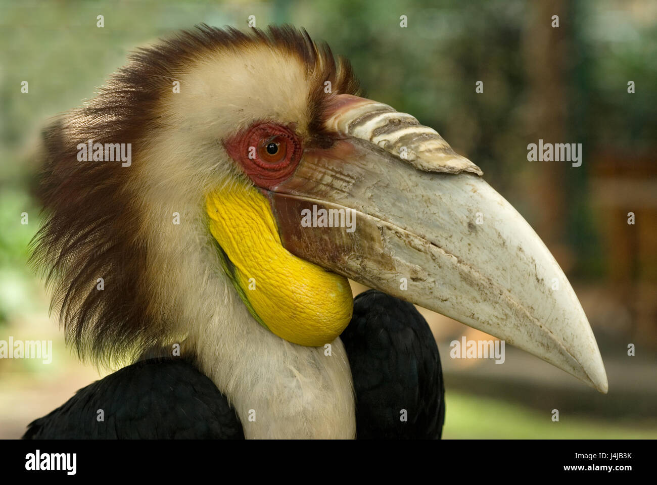 Tropischer Vogel Nashorn Nashornvogel Portrait Leichte Gefieder Am Kopf Mit Einer Braunen Irokesen Leuchtend Gelbe Haut Kropf Einen Riesigen Knochen Schnabel Mit Heraus Stockfotografie Alamy