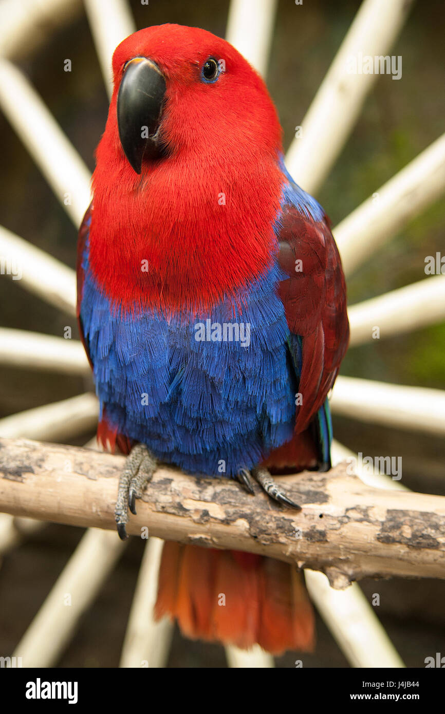 Hellen Papagei Eine Exotische Tropische Vogel Auf Einem Ast In