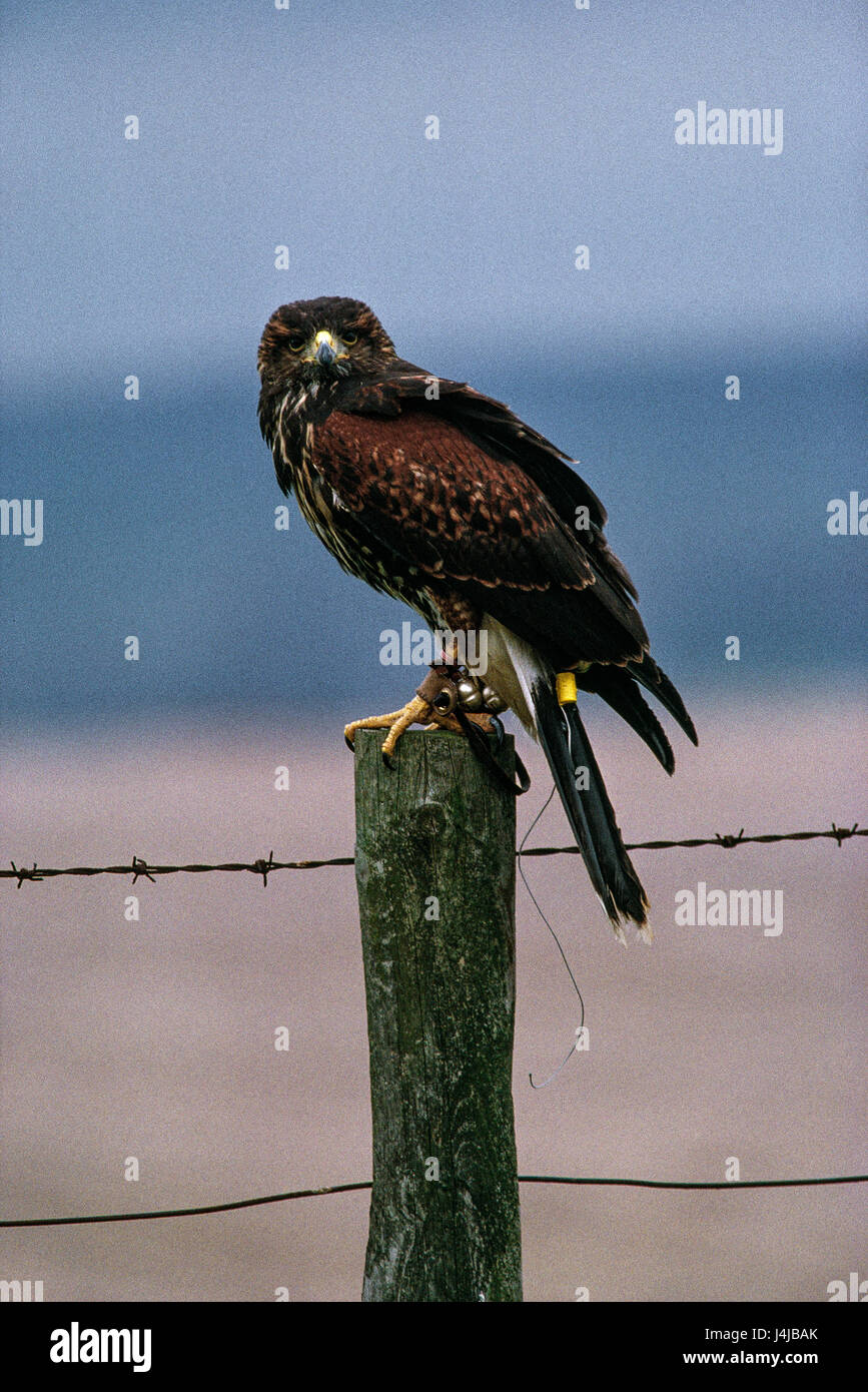 Ein junger zahmer Adler sitzt auf einem Zaunpfosten mit einem Draht-Tag und Glöckchen an den Füßen. Gleneagles, Schottland. Derek Hudson / Alamy Stock Foto Stockfoto