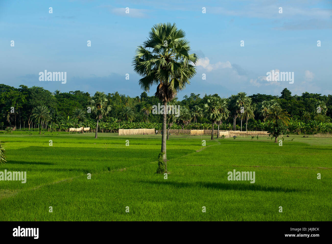 Eine Landschaftsansicht der ländlichen Gegend in Gopalganj, Bangladesch. Stockfoto