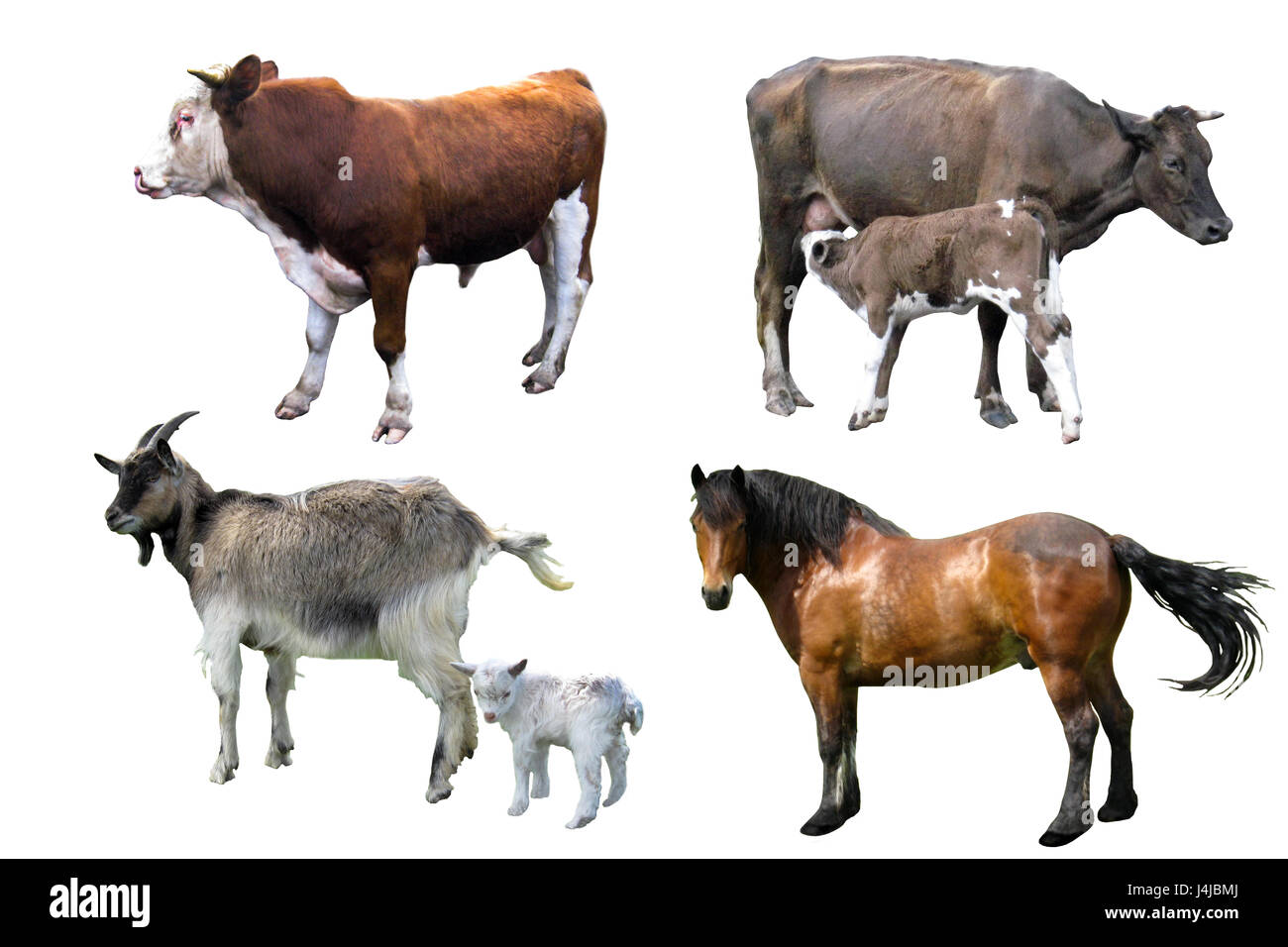 Home Tiere: Stier Kuh Pferd und Ziege mit Kind isoliert auf dem weißen Stockfoto