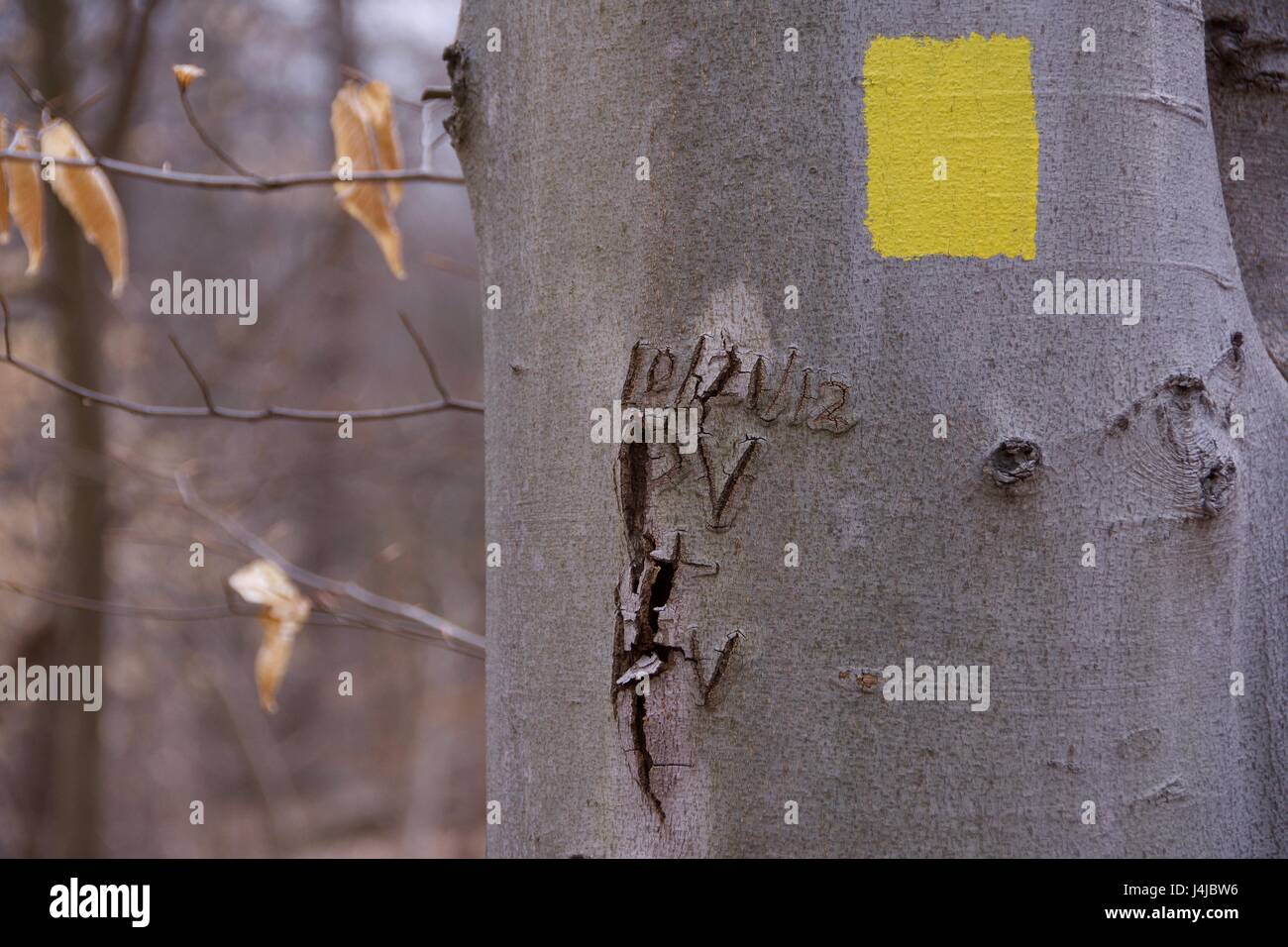 Baum im Wald mit gelben Wegweiser sowie Schreiben erste Carving, die Ursachen der Zerstörung Stockfoto