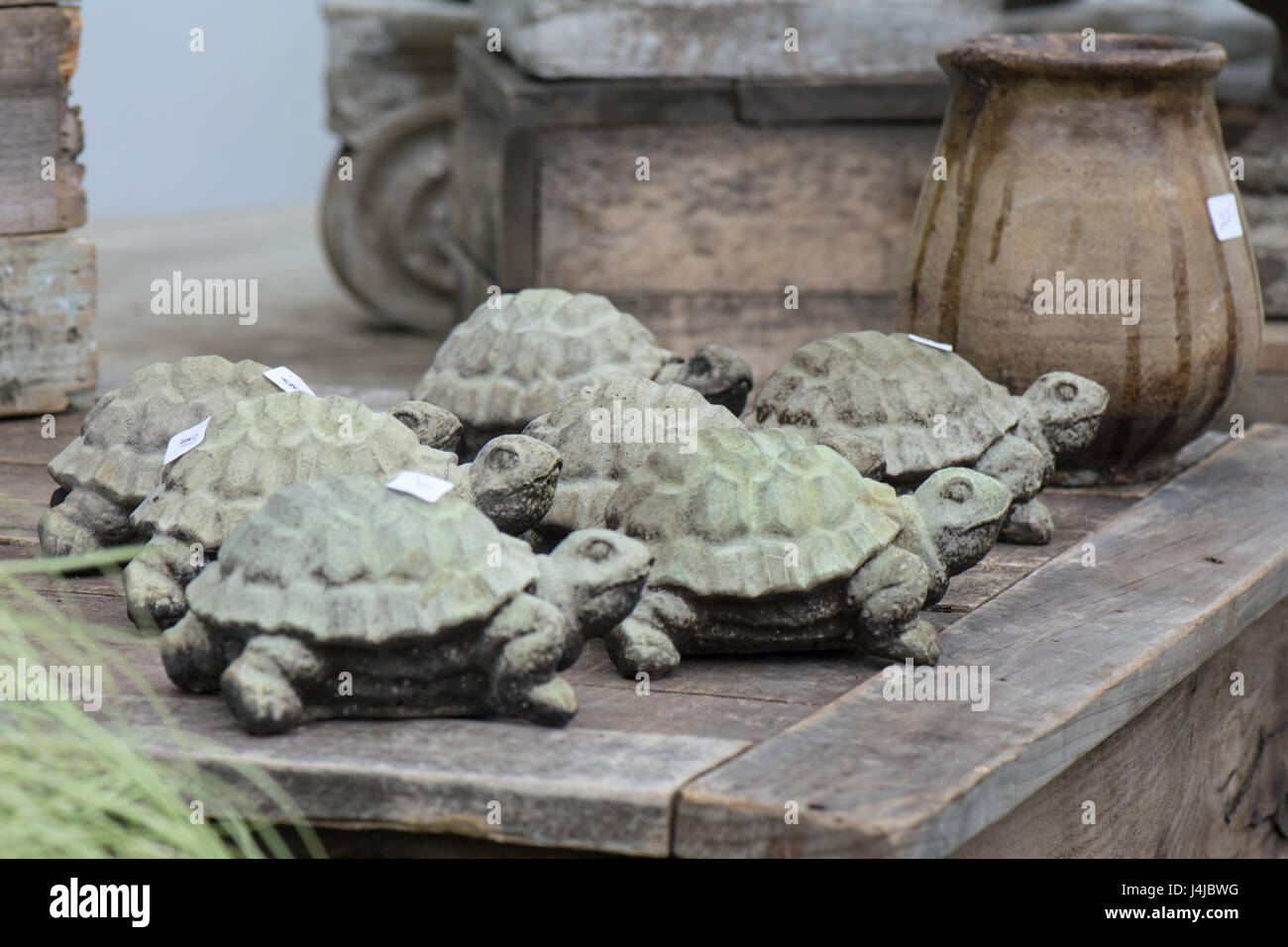 Langsam und stetig gewinnt das Rennen mit dieser Gruppe von Schildkröten. Stockfoto