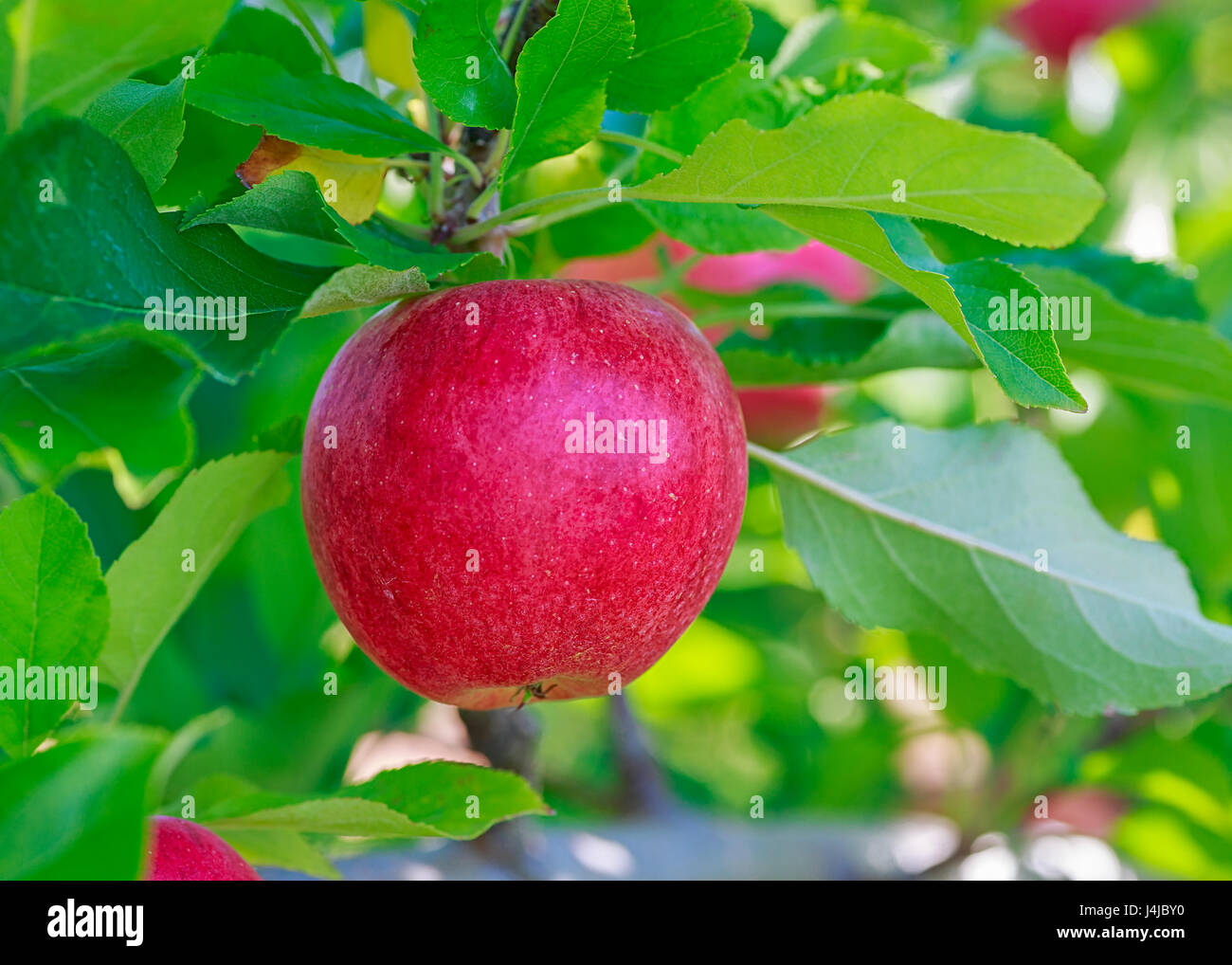Gala Äpfel im Obstgarten. Stockfoto