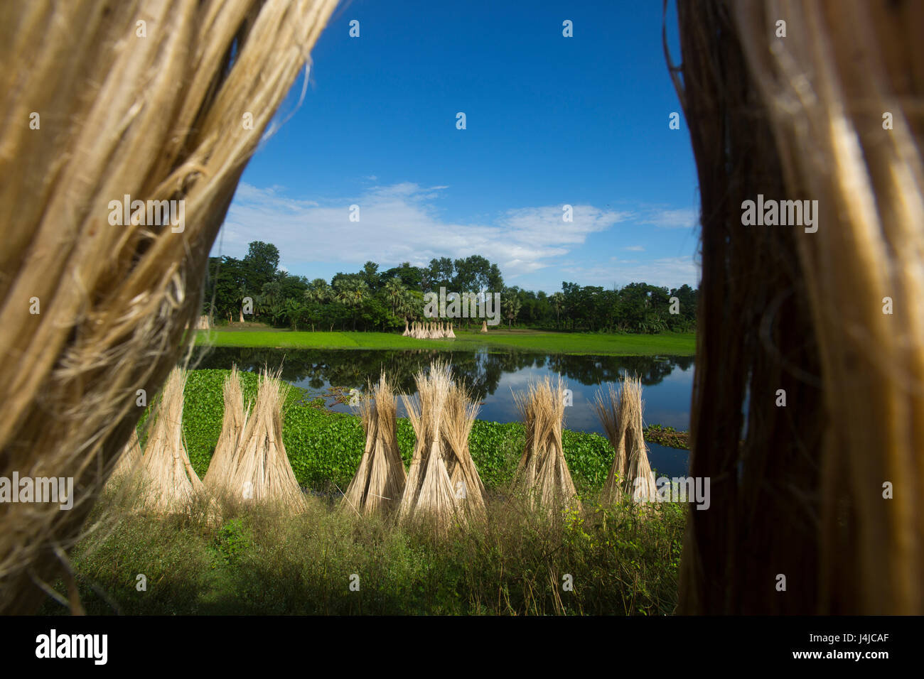 Jute-Sticks bleiben der Sonne trocknen. Gopalganj, Bangladesch. Stockfoto