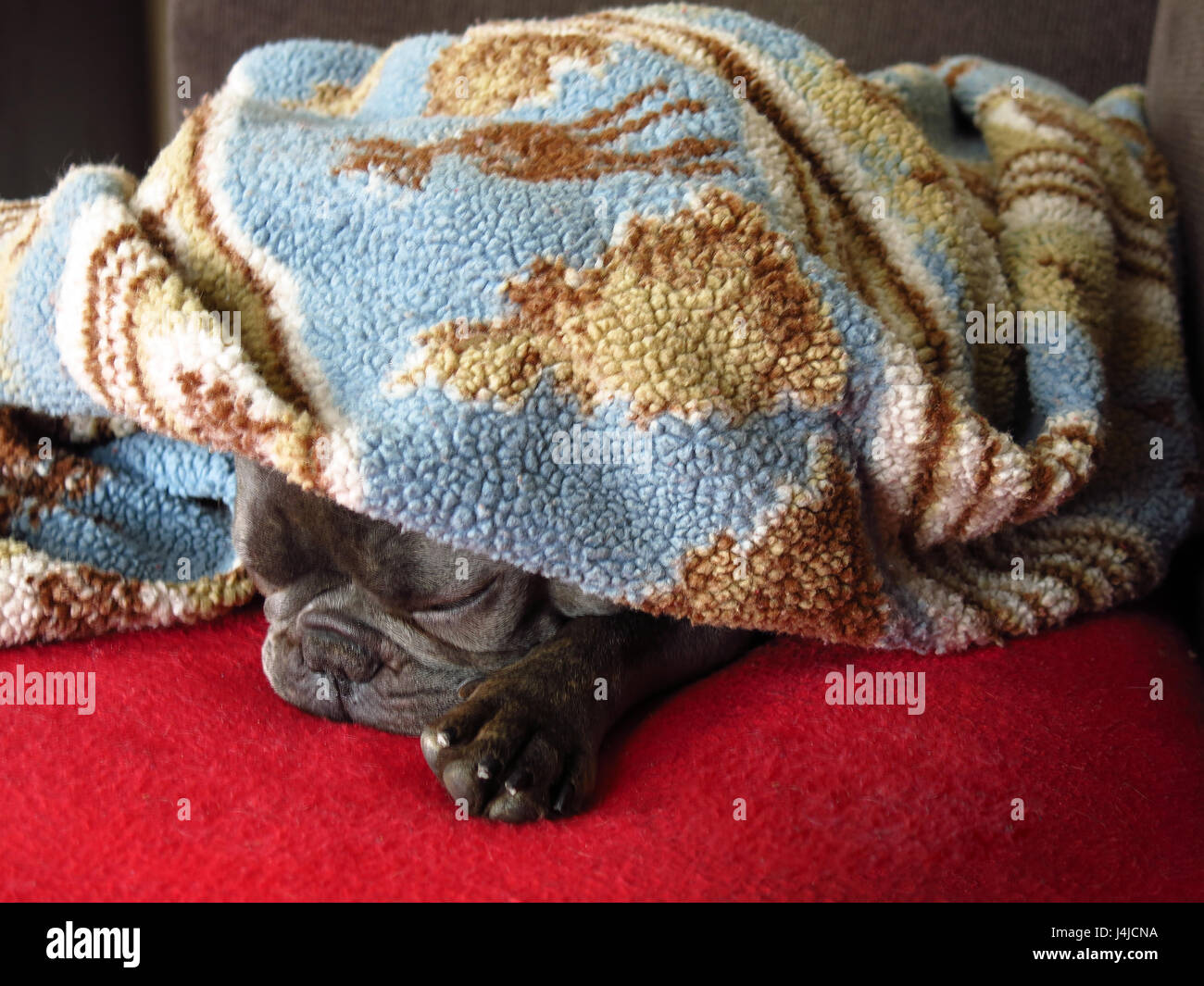 Schöne Frenchie Nickerchen unter eine gemütliche Wolldecke auf dem sofa Stockfoto