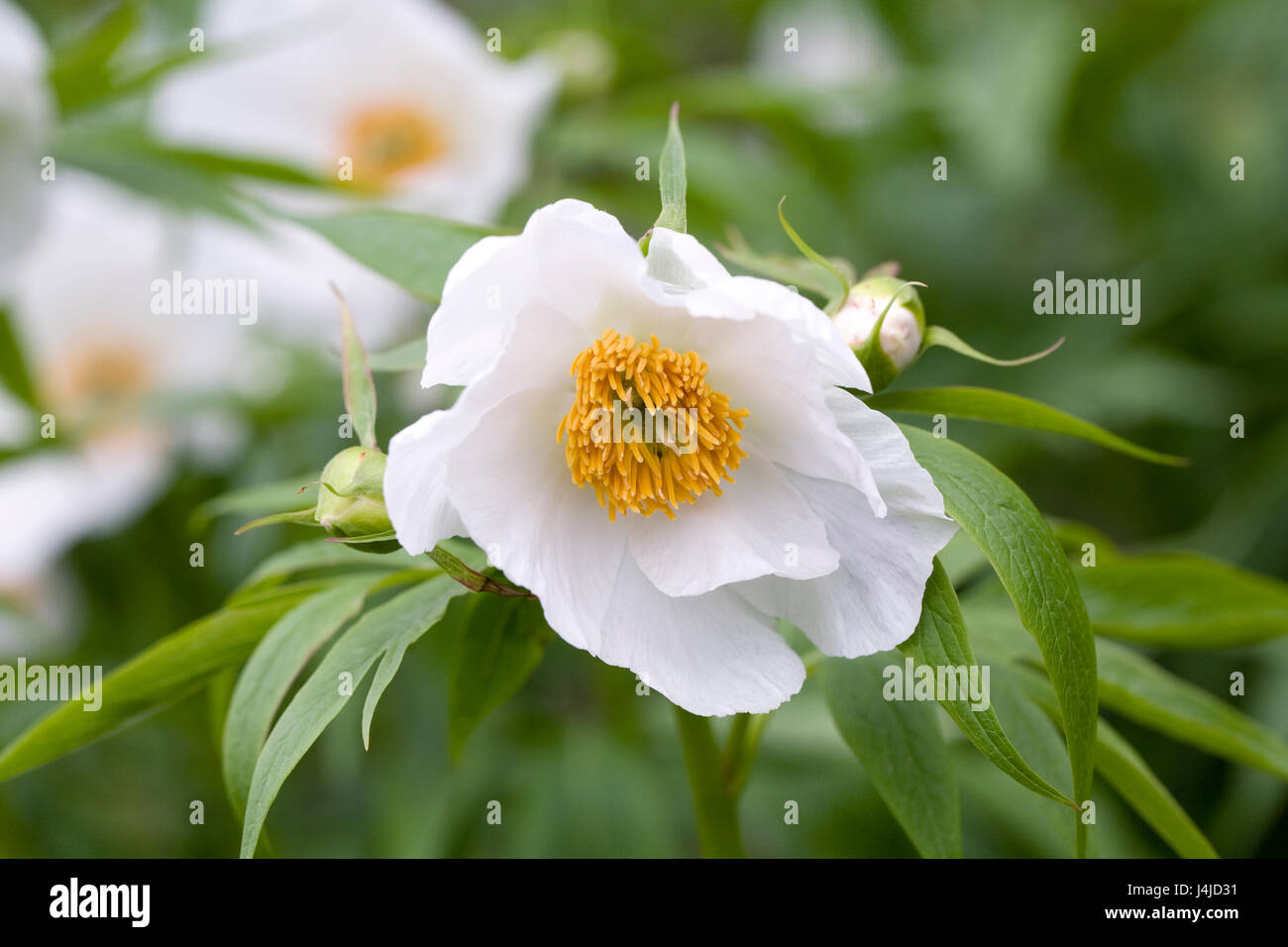 Paeonia Emodi Blumen im Frühjahr. Stockfoto