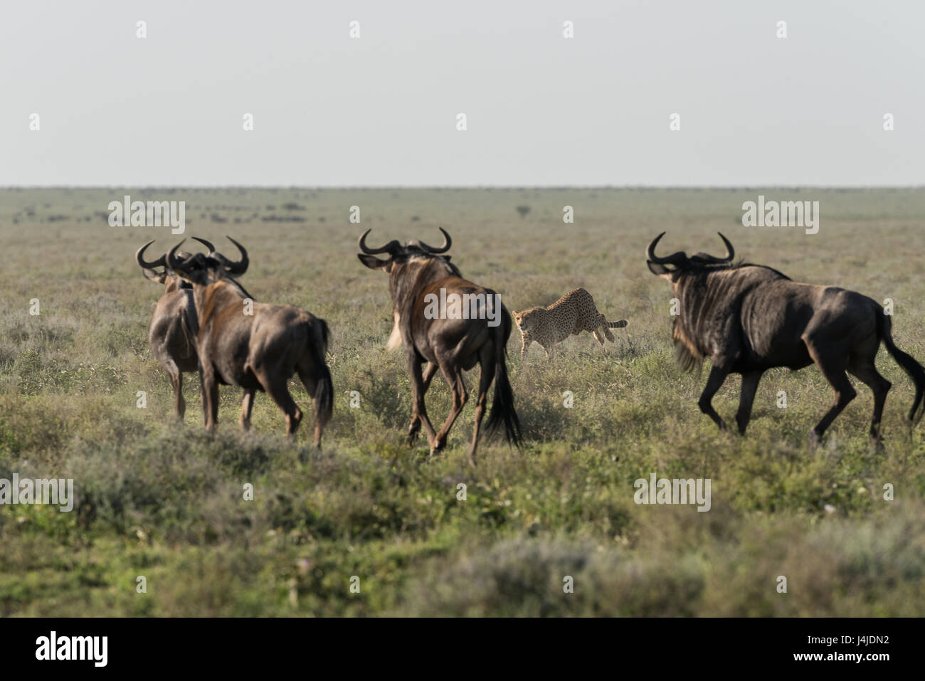 Geparden jagen Gnus, Tansania Stockfoto