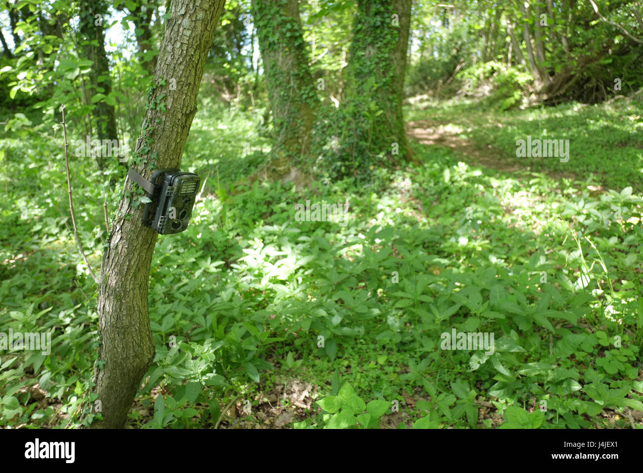 9. September 2017 - Woodland Trail Kamera einrichten warten auf Wildtiere zu kommen Stockfoto