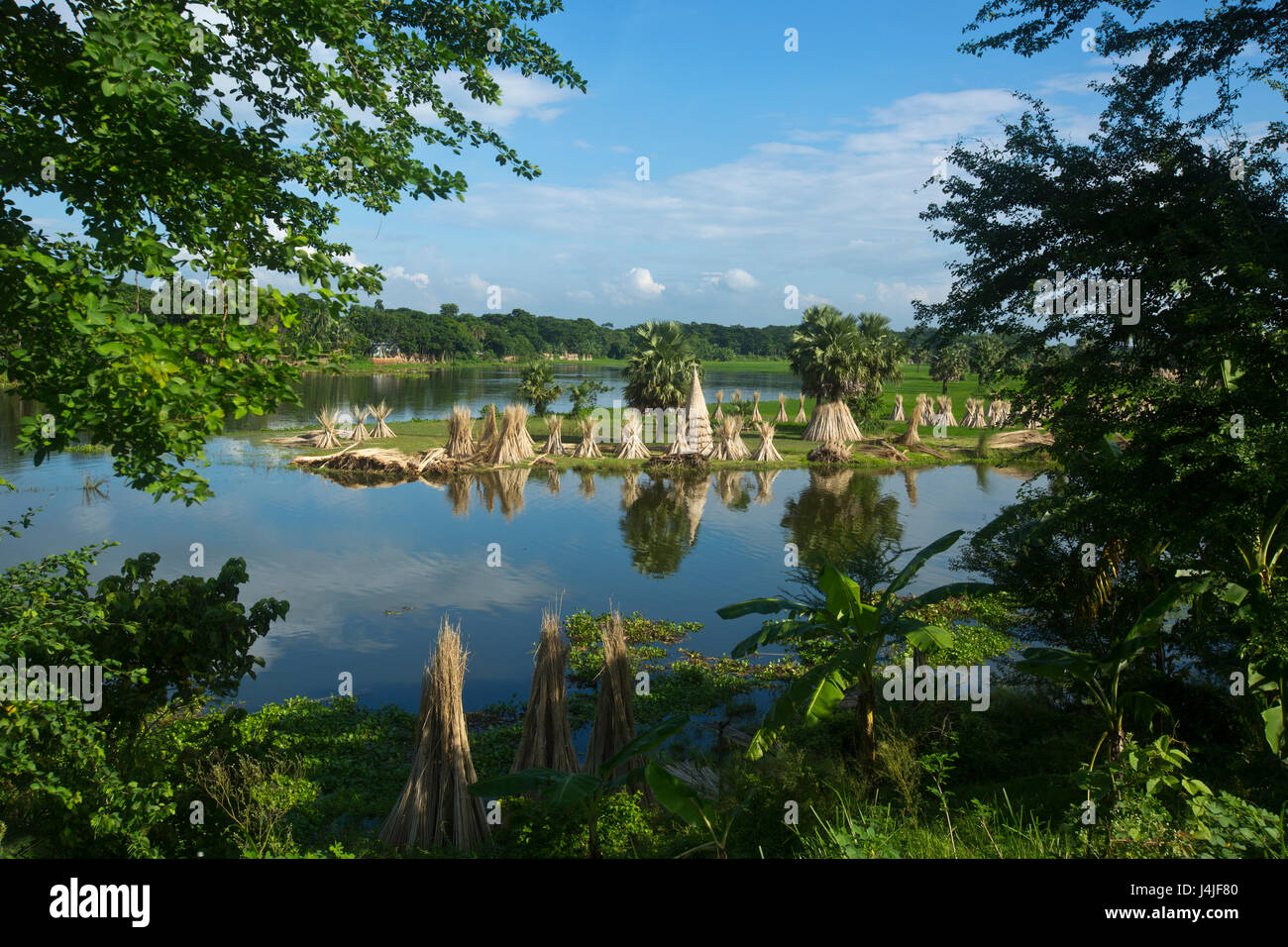 Jute-Sticks bleiben der Sonne trocknen. Gopalganj, Bangladesch. Stockfoto