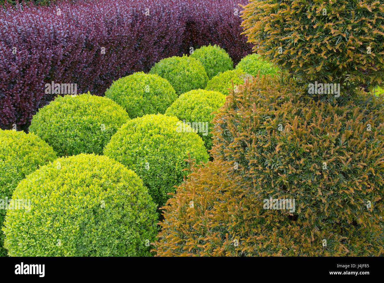 Box-Globen; Eibe; und lila Berberis hedging Stockfoto