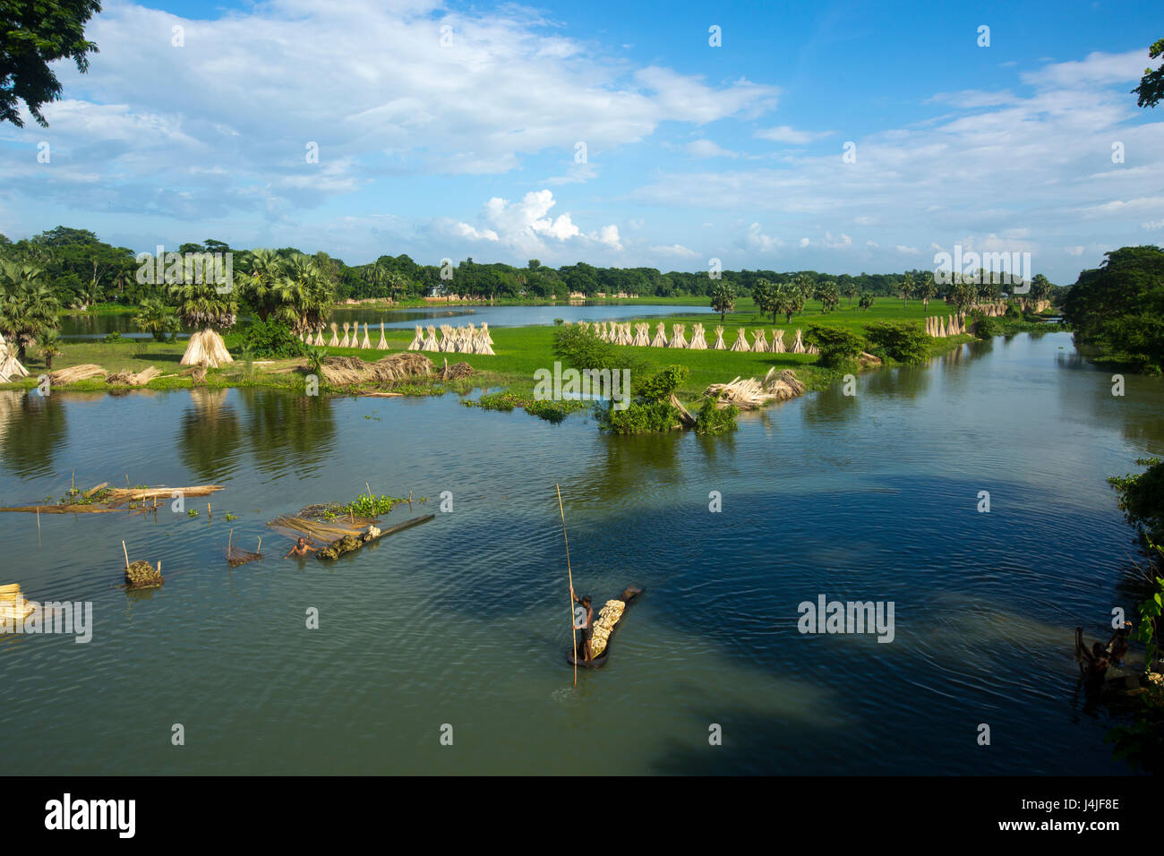 Jute-Sticks bleiben der Sonne trocknen. Gopalganj, Bangladesch. Stockfoto