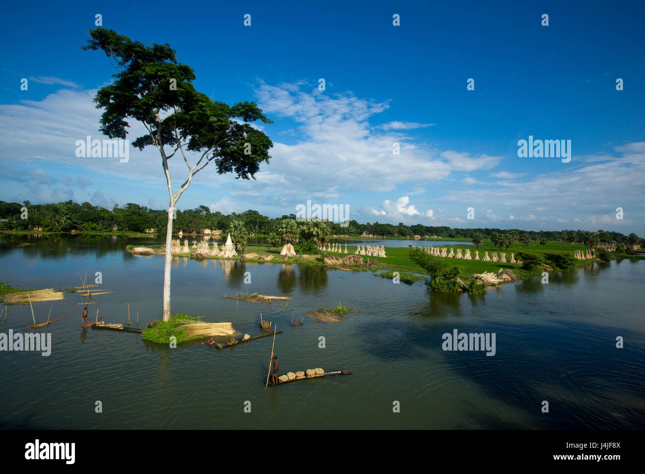 Jute-Sticks bleiben der Sonne trocknen. Gopalganj, Bangladesch. Stockfoto