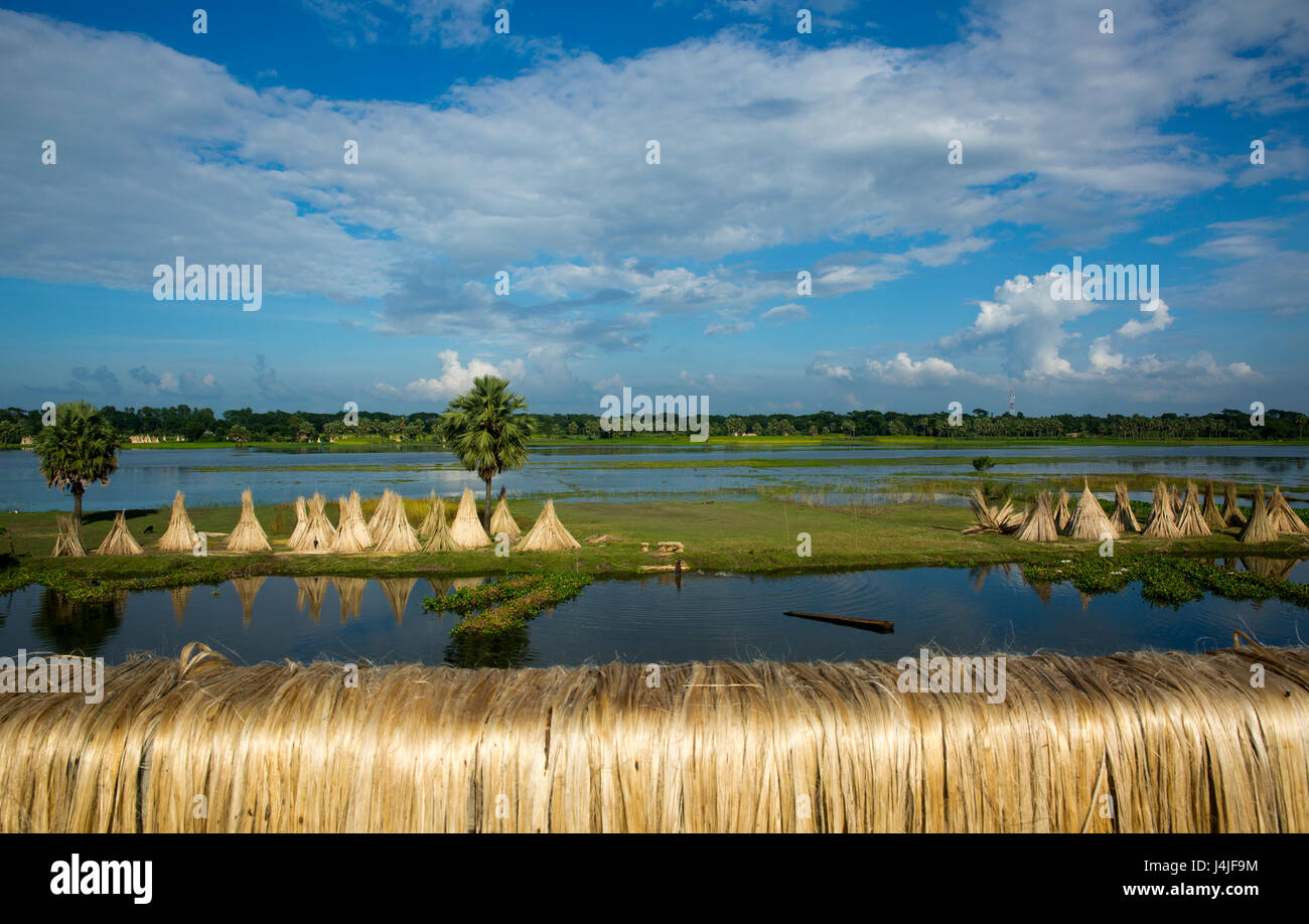Jute-Fasern und Jute-Sticks sind in Gopalganj, Bangladesch trocknen. Stockfoto